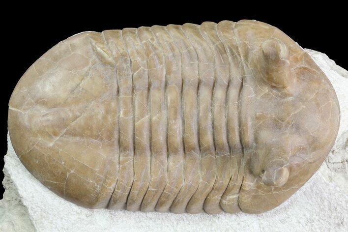 Asaphus Punctatus Trilobite - Very Large Specimen #73509